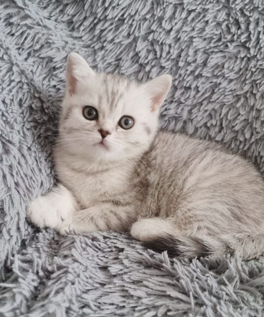 КоТяТа ШотЛандсКие