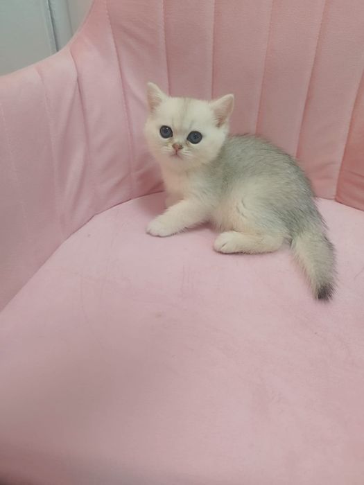 Шикарнык британские котята