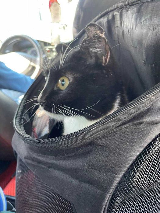 отдам кошечку бесплатно