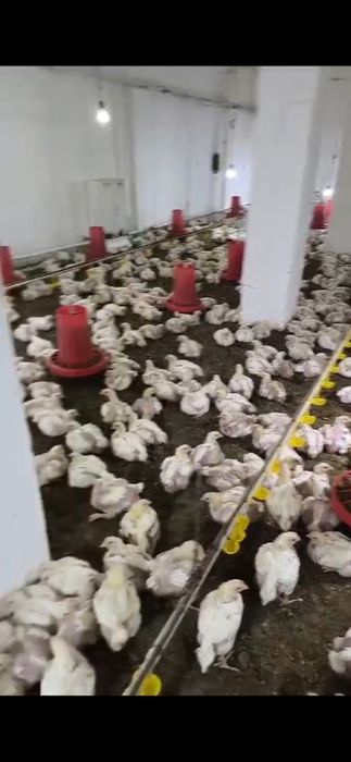 Куры Бройлер, живой вес, тушки