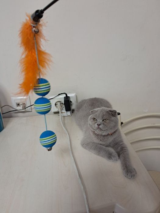Шотланский скотиш фолд