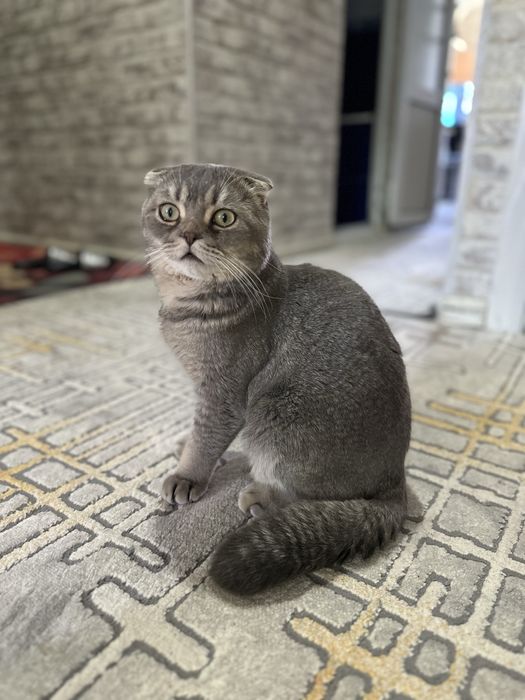 домашняя кошка шотландская вислоухая