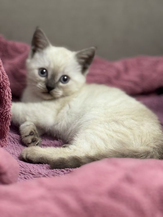 Котенок британский