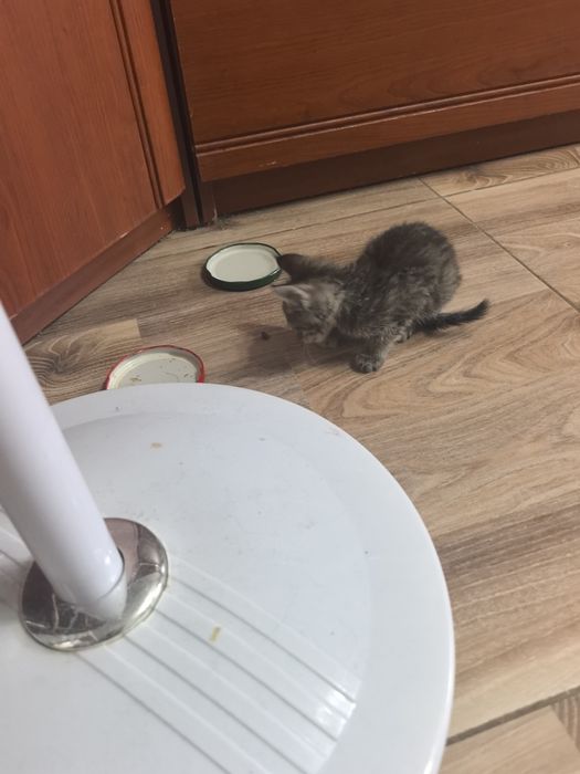 Подарю  красивого котенка