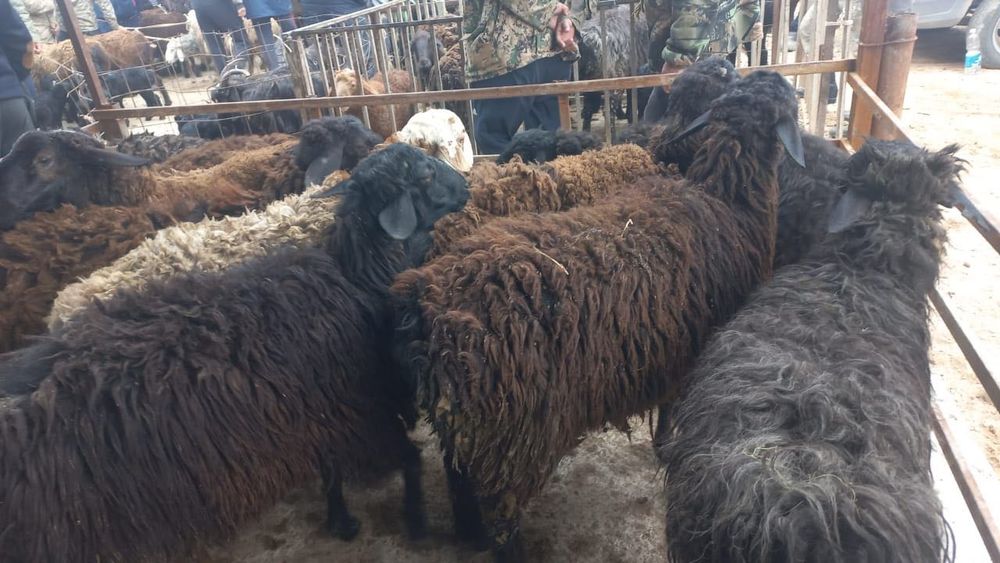 Кошкарлар бар сатылады