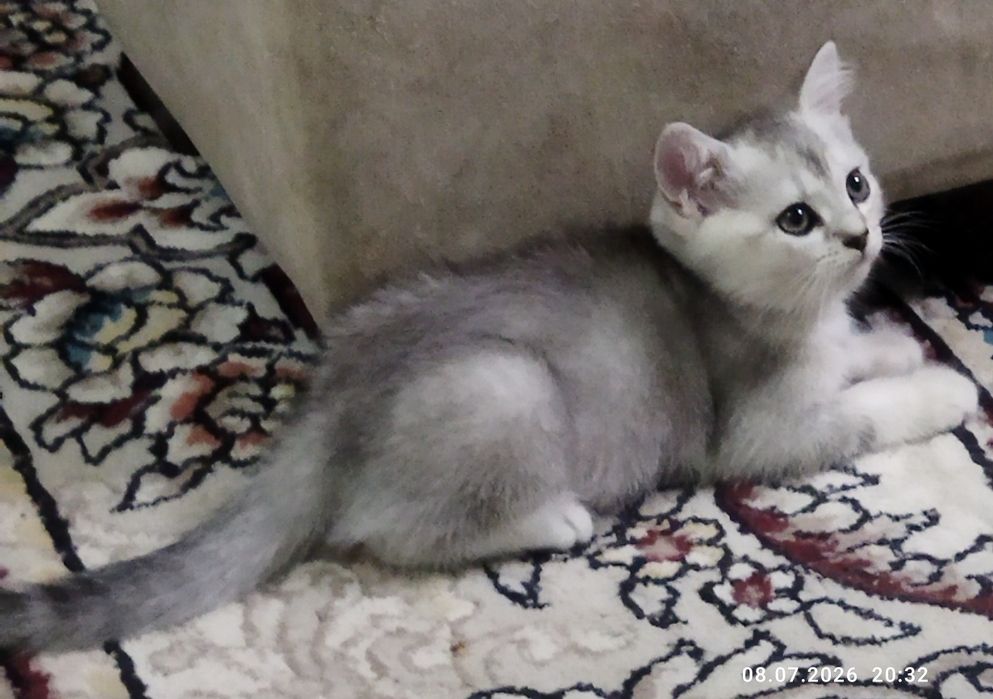 Продаются котята серебряная шиншилла