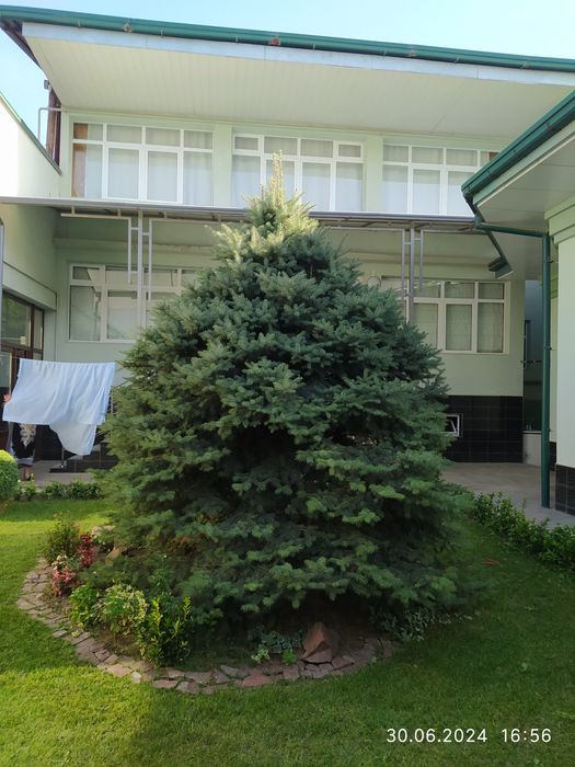 Голубая Ёлка продается