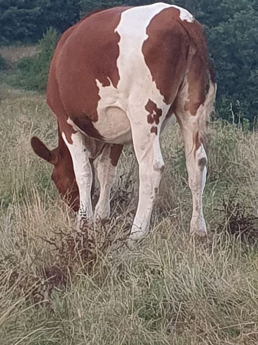 Vând vițea de  1 an