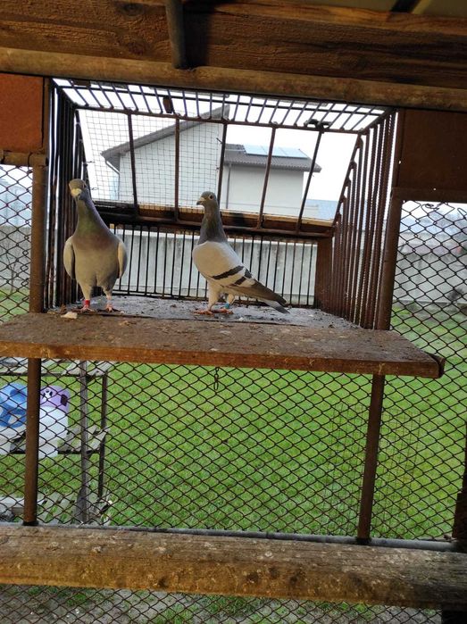 Porumbei voiajori, masculi, concurati