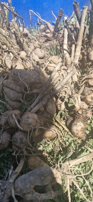 Продам клубни ГЕОРГИНОВ