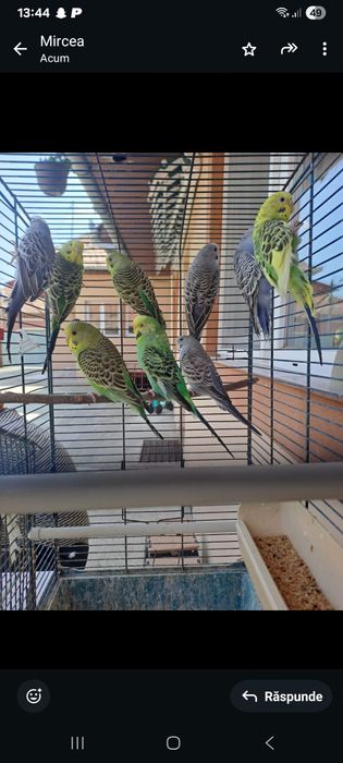 De vânzare  perusi.