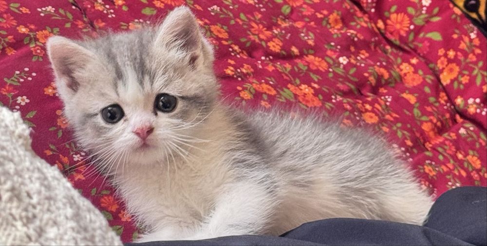 Скотщ страйт британ сотилади