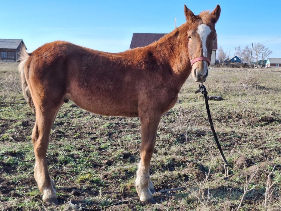 Продам жеребчик 11 месяцев полутяж