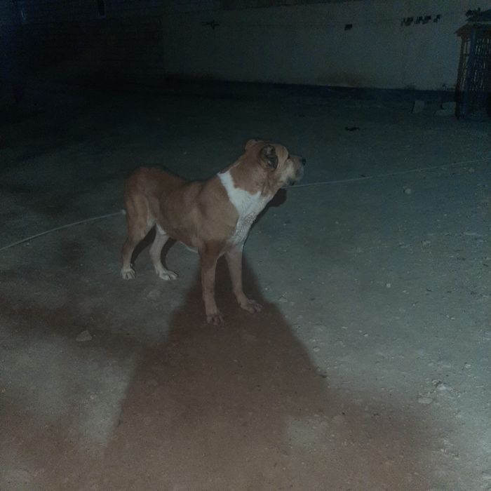 Ит сатылады ірі өте үлкен