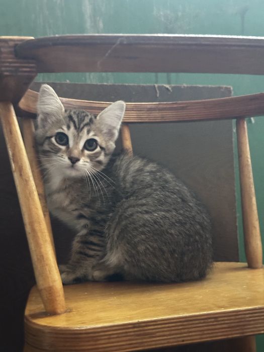 Котята в добрые руки бесплатно