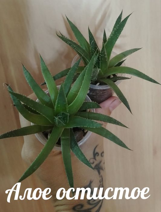 Продам комнатные растения