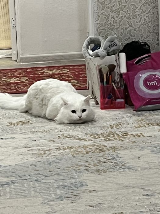 Қарайтын жақсы қолға беремін