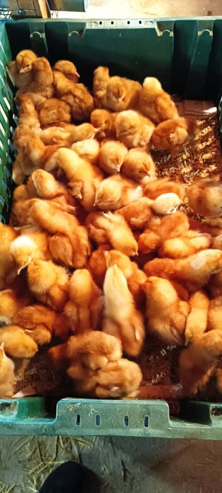 Цыплята несушки петушки Ломан Браун