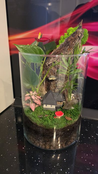 Terariu plante naturale