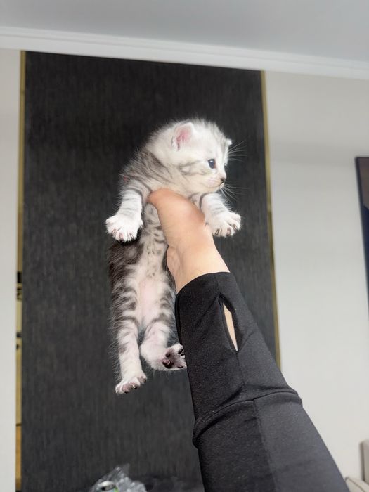 Кошки британец+шотлондец