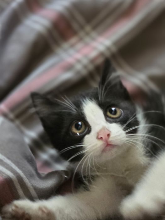 Котёнок ждёт своего хозяина