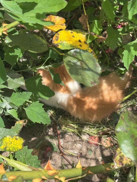 Adopție Pisici , pun la adopție 4 pisici