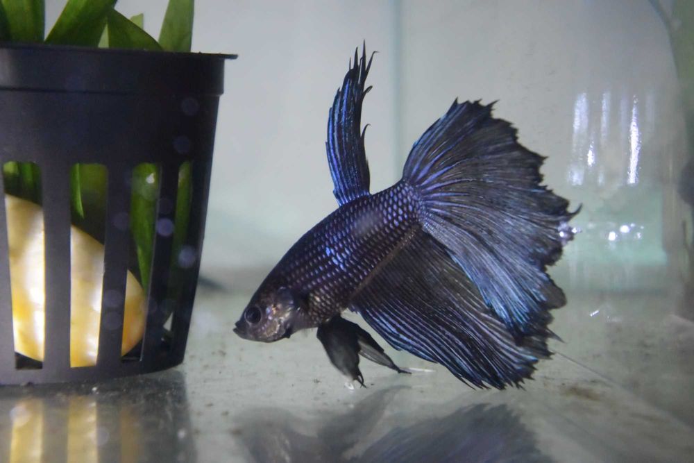 Pesti Betta Splendens Halfmoon Combtail Masculi Femele Acvariu