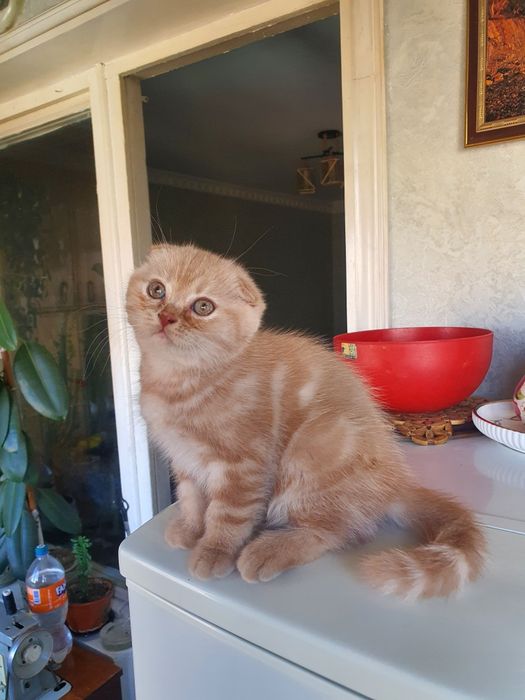 Скотиш фолд девочка