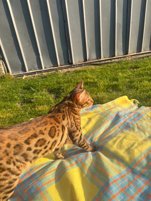 Продам бенгала , котенок 7 месяцев