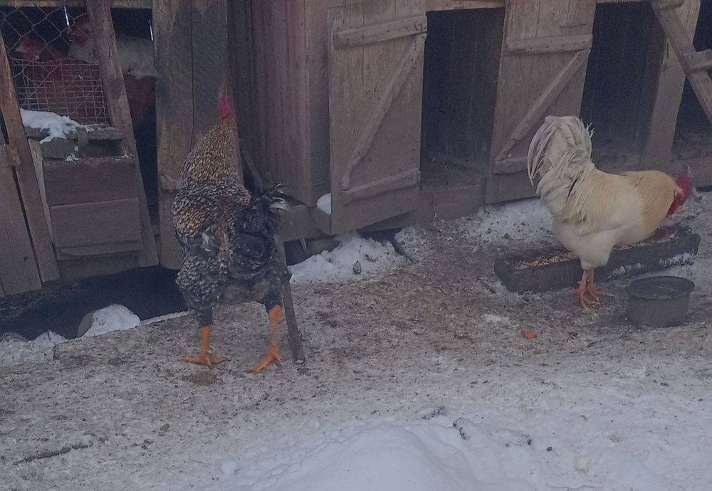 Cocoși tineri-Buni pentru Carne sau Prasila-Nu Vând Gaini