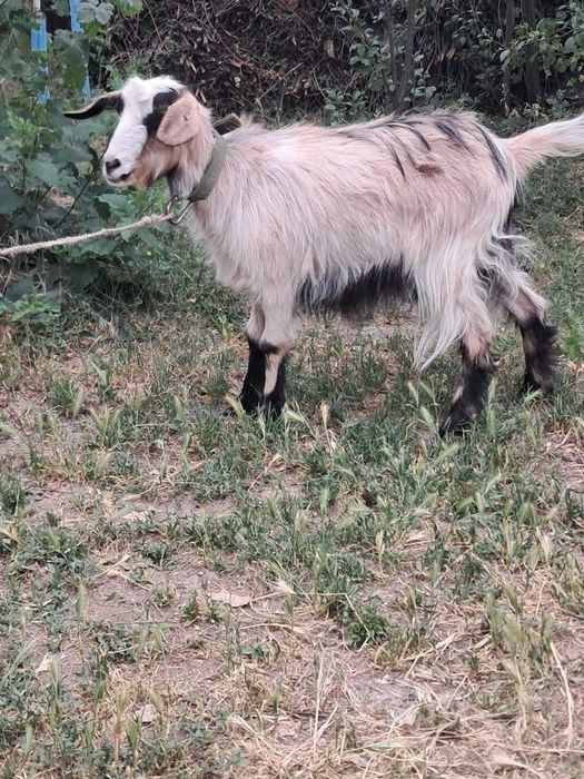 Продам козочку 9 месяцев