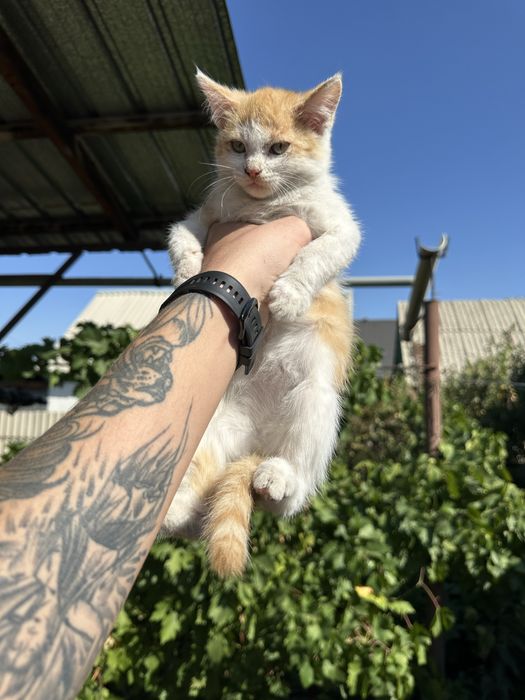 Отдам котят в добрые руки