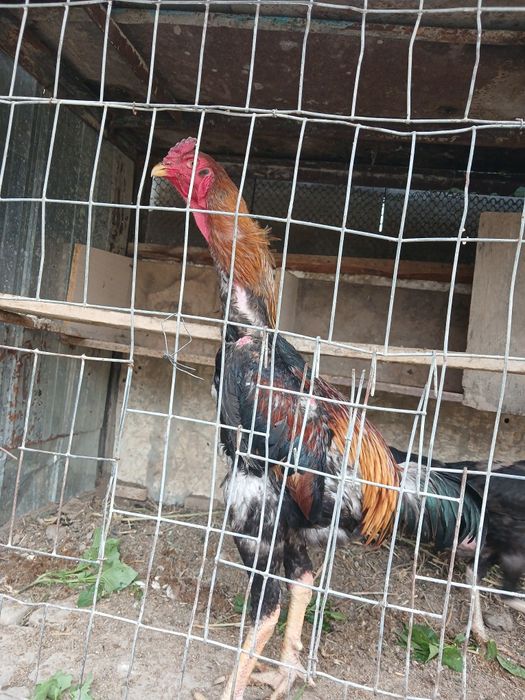 Даканг хороз, 2та товуги билан