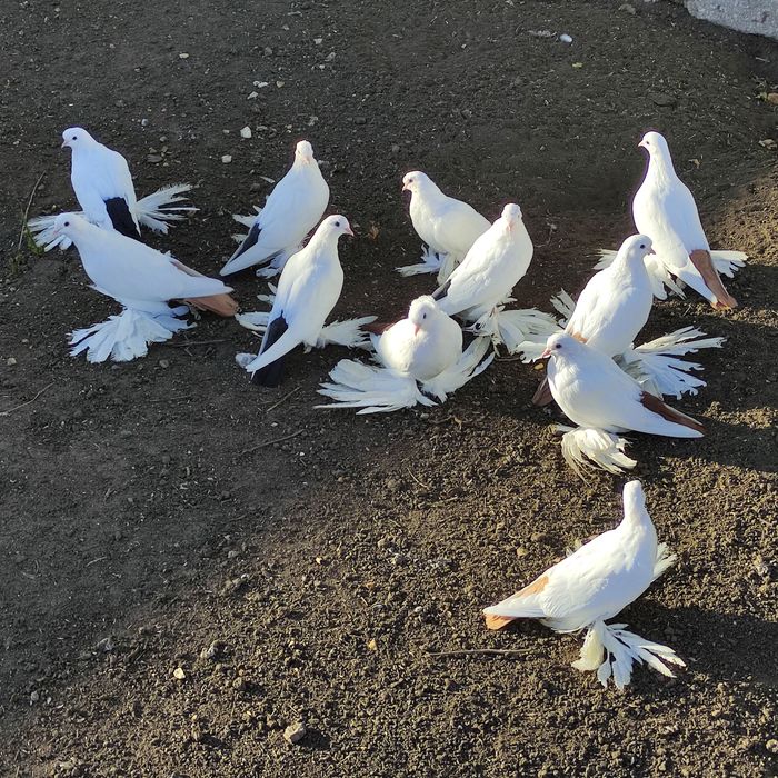 Голуби домашние персы