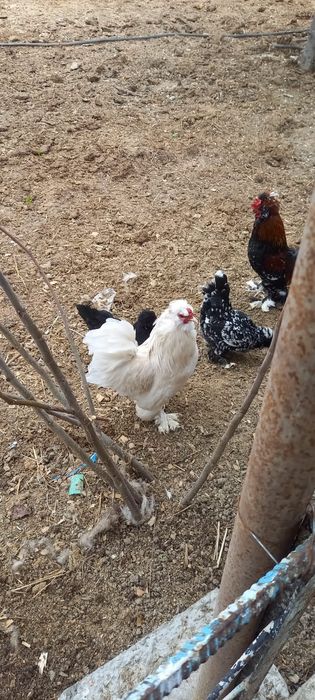 Петух молодой чита