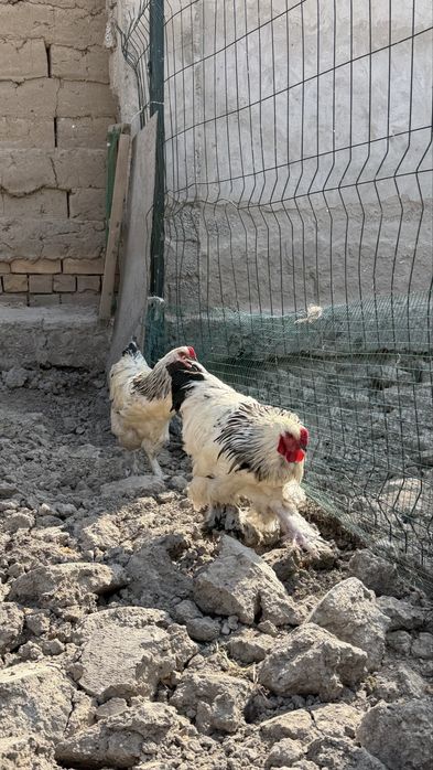 Домашние петушки