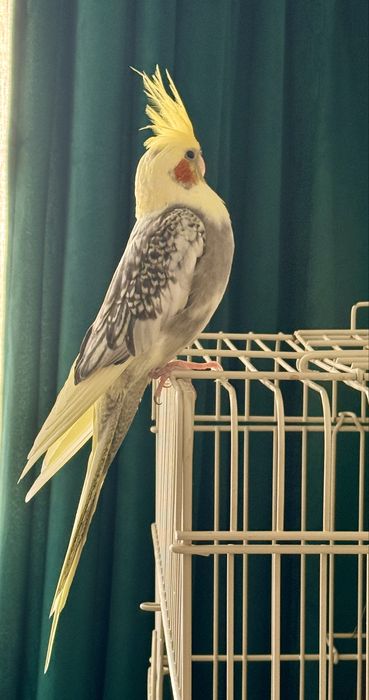 Vand papagal Nimfa , tanar si prietenos +cusca