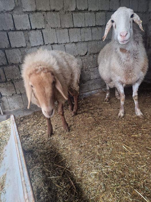 Куйлар  сотилади