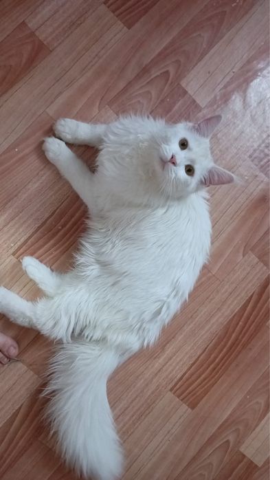 Мейн кун котята  мальчик и 2 девочки