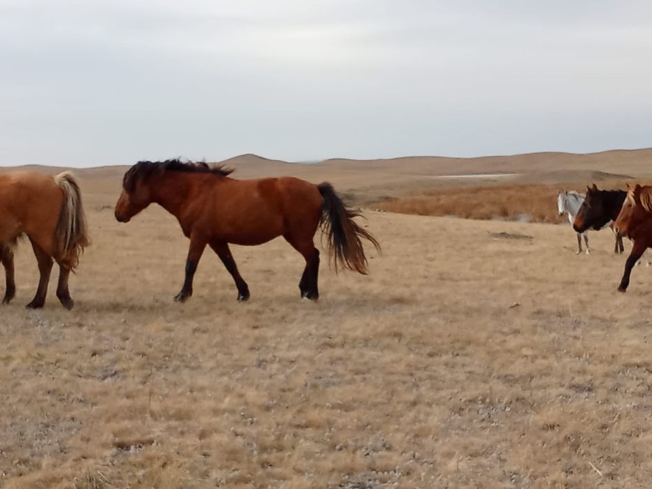 Айғыр сатылады .