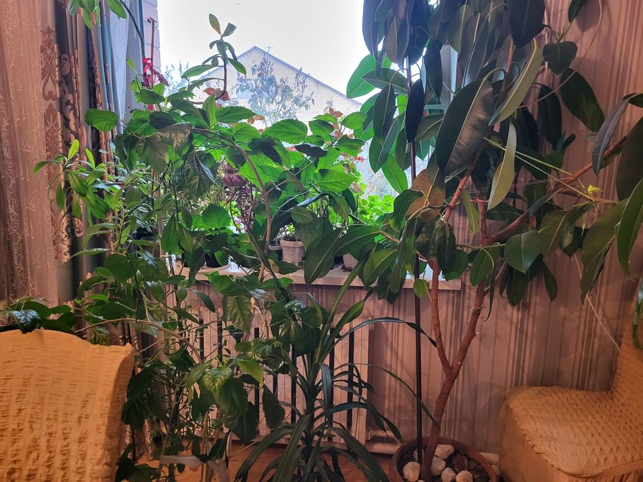 Комнатные цветы распродажа