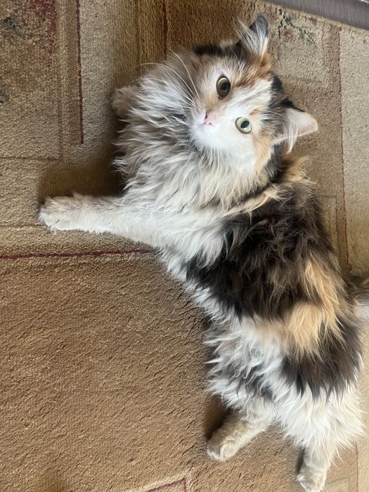 Отдам кошек в хорошие руки