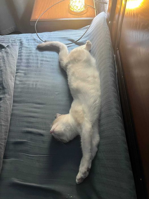 Котёнок Бусинка, 11 месяцев.