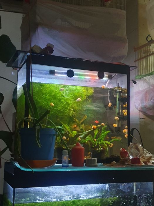 Продам два аквариума полностью что есть внутри