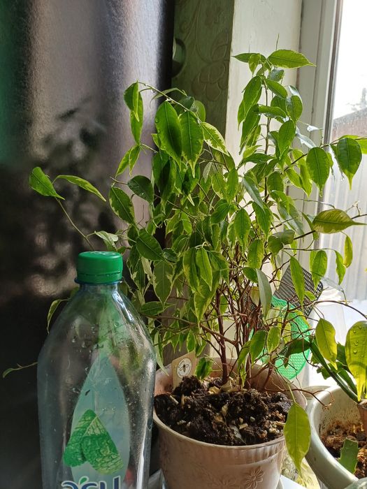 Продам фикус комнатный цветок