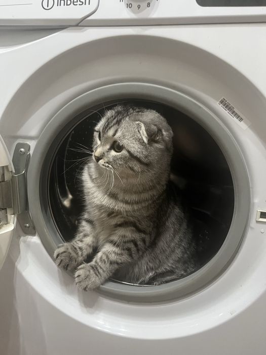 Вязка. Кот. Ищем красавицу для красавца!