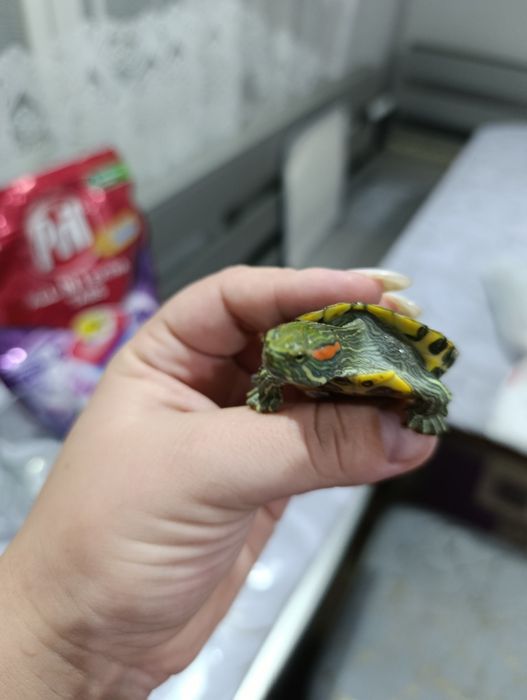 Красноухие черепашки