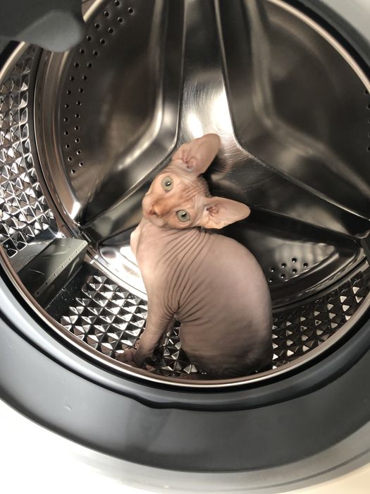 Котенок канадский сфинкс