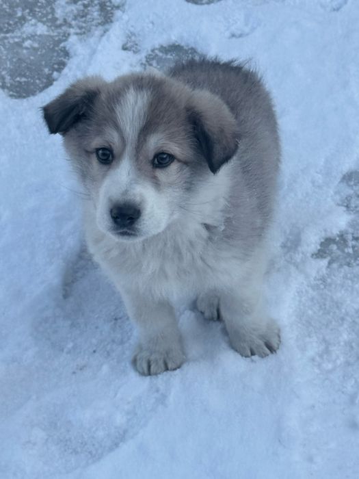 Ищем дом щенка!