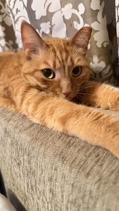 Подарявам женско коте